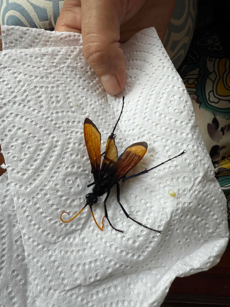 Avispa Cazadora de Tarántulas - Pepsis grossa